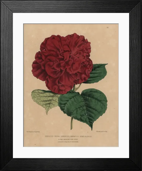 Framed Print : Crimson hibiscus variety, Hibiscus rosa sinensis Framed Print : Crimson hibiscus variety, Hibiscus rosa sinensis