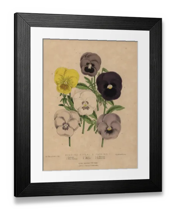 Framed Print : Violas and pansies: Eyebright, Canary, In Memoriam Framed Print : Violas and pansies: Eyebright, Canary, In Memoriam