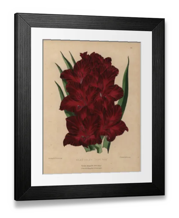 Framed Print : Crimson gladiolus, Gladiolus jupiter Framed Print : Crimson gladiolus, Gladiolus jupiter