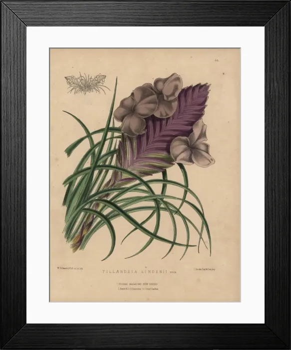 Framed Print : Airplant with lilac and mauve flowers, Tillandsia lindenii Framed Print : Airplant with lilac and mauve flowers, Tillandsia lindenii