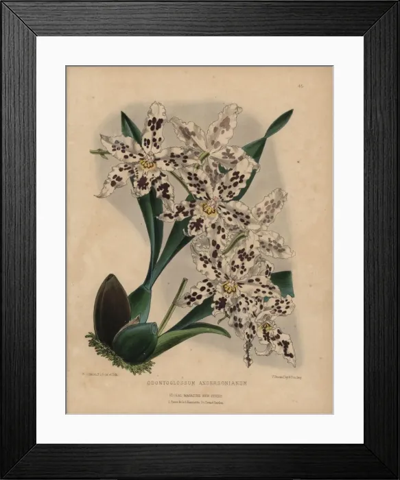 Framed Print : Hybrid odontoglossum orchid with white flowers Framed Print : Hybrid odontoglossum orchid with white flowers