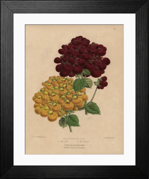 Framed Print : Yellow and red calceolaria varieties, Mrs Paul Framed Print : Yellow and red calceolaria varieties, Mrs Paul