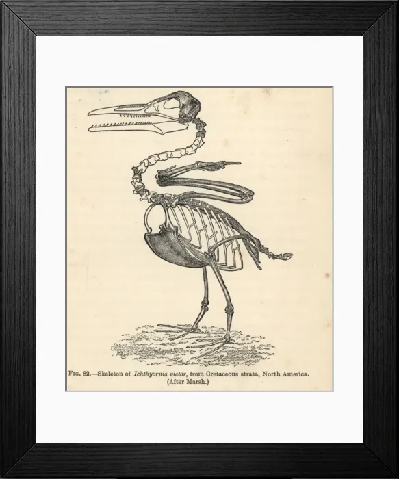 Framed Print : Ichthyornis dispar skeleton Framed Print : Ichthyornis dispar skeleton
