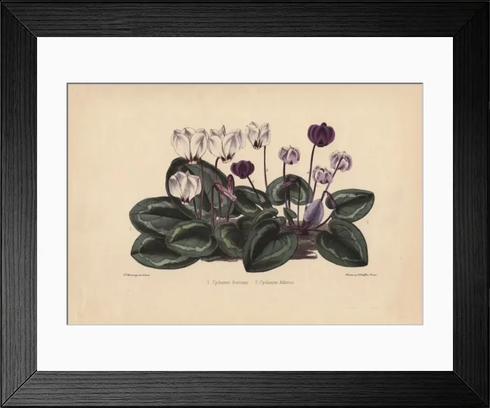 Framed Print : White and purple cyclamens Cyclamen ibericum Framed Print : White and purple cyclamens Cyclamen ibericum
