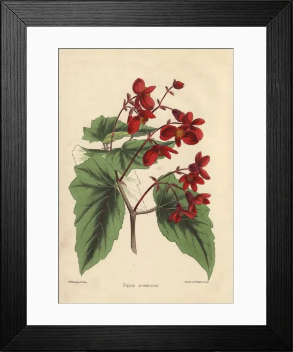 Framed Print : Begonia prestoniensis with crimson flowers Framed Print : Begonia prestoniensis with crimson flowers