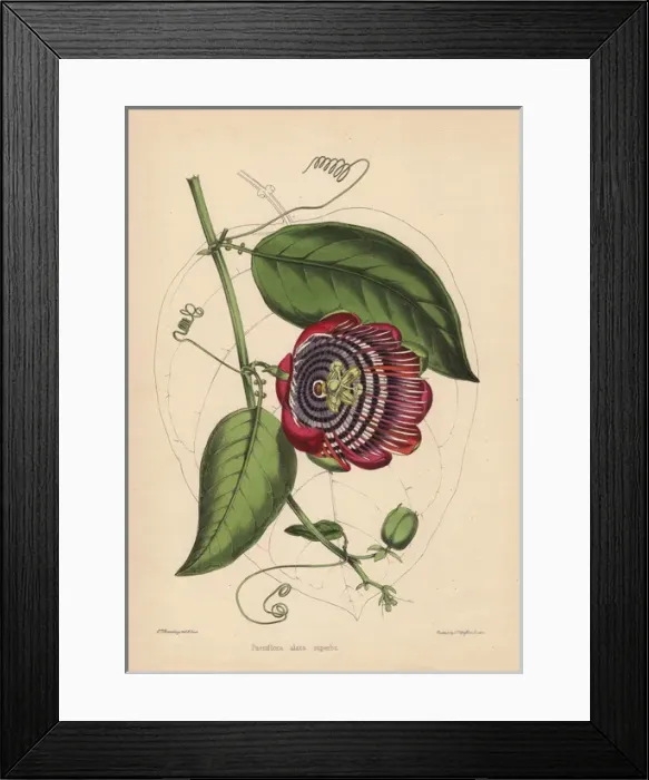 Framed Print : Winged-stem passion flower with crimson, purple Framed Print : Winged-stem passion flower with crimson, purple