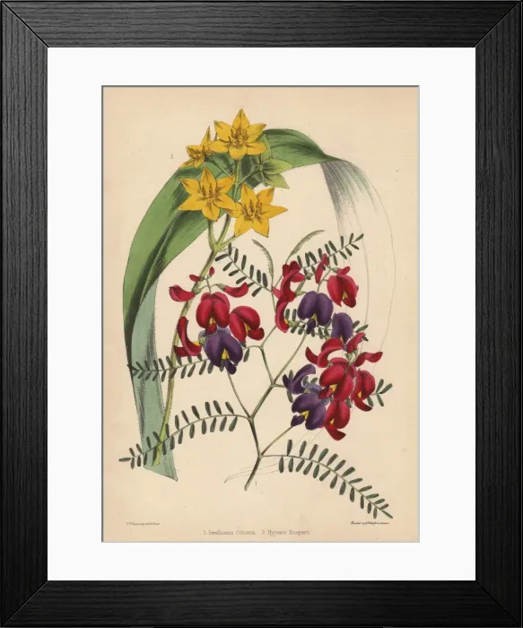 Framed Print : Purple-and-crimson-flowered Swainsona osbornii Framed Print : Purple-and-crimson-flowered Swainsona osbornii