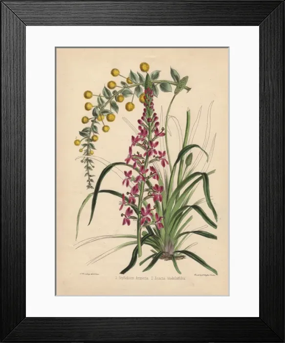 Framed Print : Pink flowered Stylidium armeria and yellow Framed Print : Pink flowered Stylidium armeria and yellow