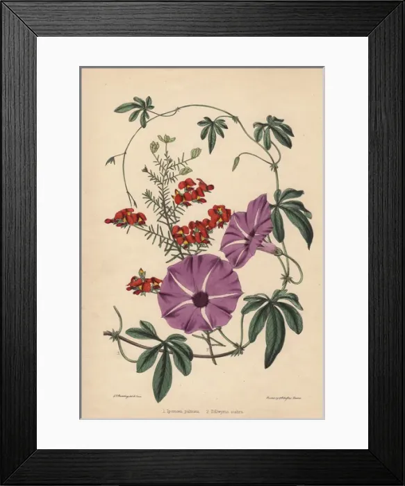 Framed Print : Purple flowered Ipomoea palmata and scarlet Framed Print : Purple flowered Ipomoea palmata and scarlet