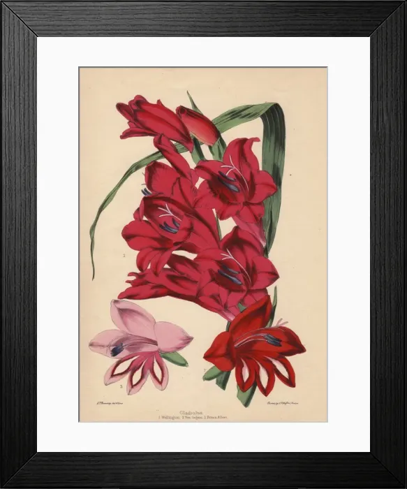 Framed Print : Gladiolus varieties: Crimson Wellington, scarlet Framed Print : Gladiolus varieties: Crimson Wellington, scarlet