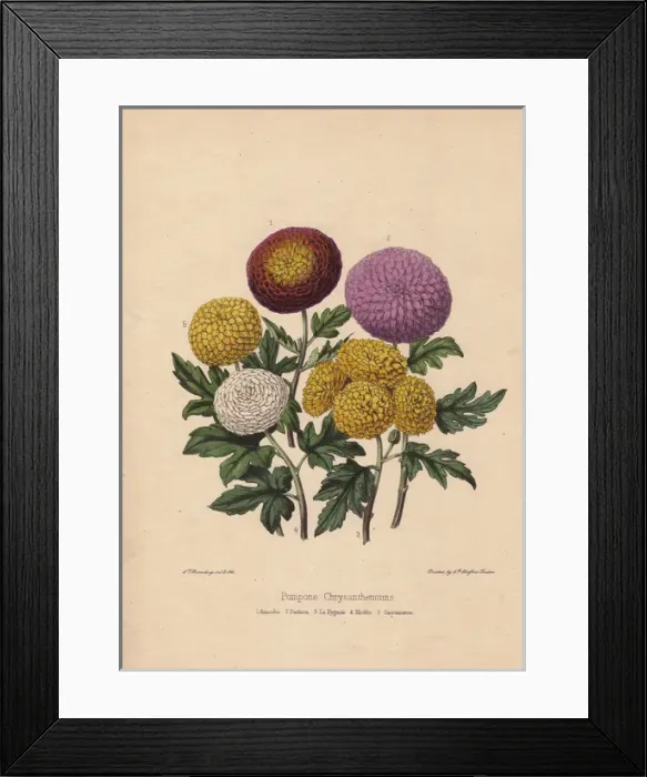 Framed Print : Pompone chrysanthemums: Asmodie, Perfecta Framed Print : Pompone chrysanthemums: Asmodie, Perfecta
