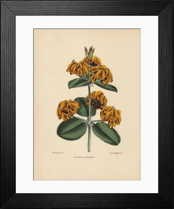 Framed Print : Yellow castrolobium with pyramid-shaped flowers Framed Print : Yellow castrolobium with pyramid-shaped flowers