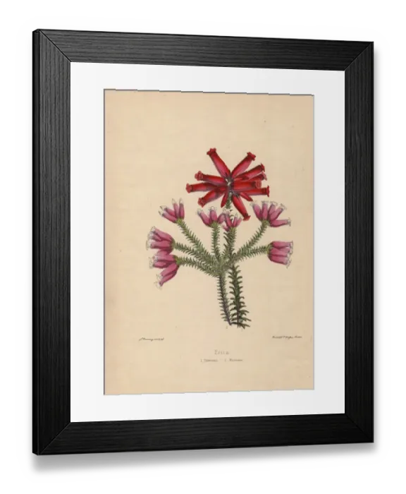 Framed Print : Erica varieties: pink Thomsonii and scarlet Mooreana heaths