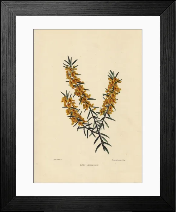 Framed Print : Aotus drummondii, yellow and crimson flowered Framed Print : Aotus drummondii, yellow and crimson flowered