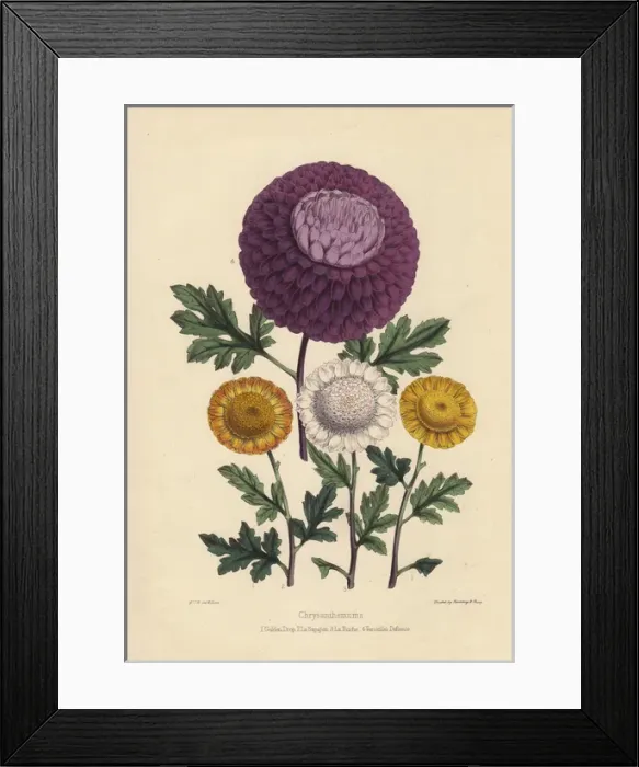 Framed Print : Chyrsanthemums: Golden Drop, La Sapajon, white Framed Print : Chyrsanthemums: Golden Drop, La Sapajon, white