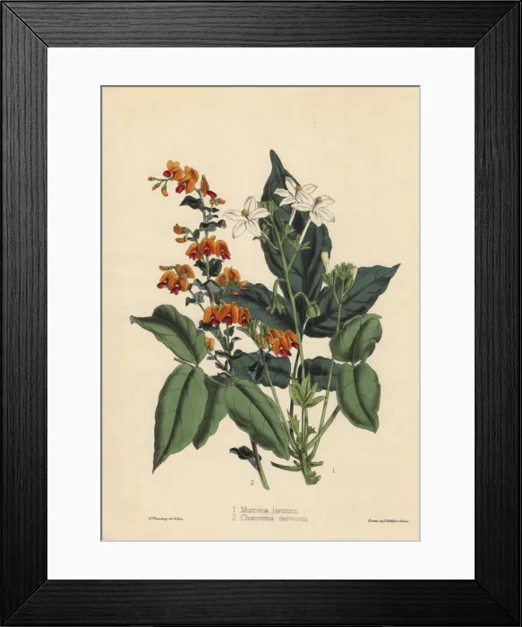 Framed Print : Munronia javanica and Chorozema nervosum Framed Print : Munronia javanica and Chorozema nervosum