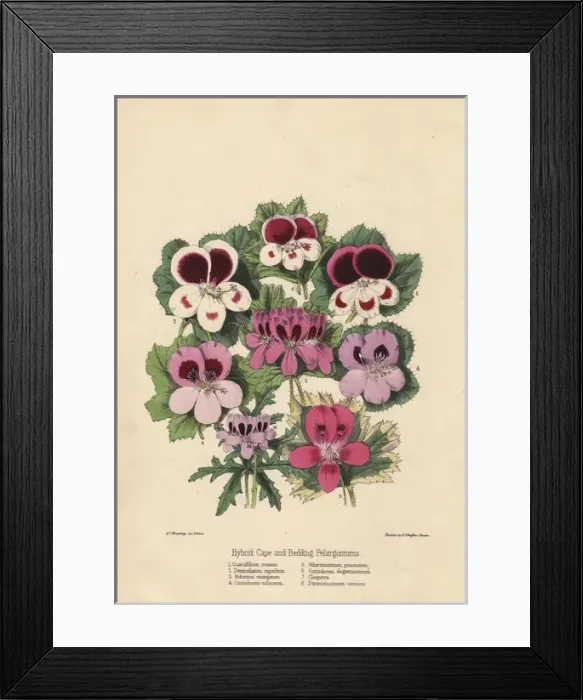 Framed Print : Hybrid Cape and bedding pelargoniums Framed Print : Hybrid Cape and bedding pelargoniums