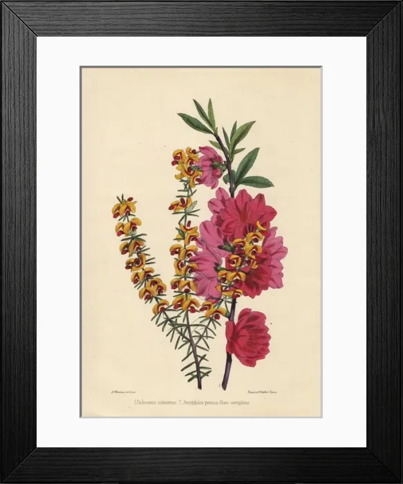 Framed Print : Orange flowered Dichosema subinerme and crimson-flowered Framed Print : Orange flowered Dichosema subinerme and crimson-flowered
