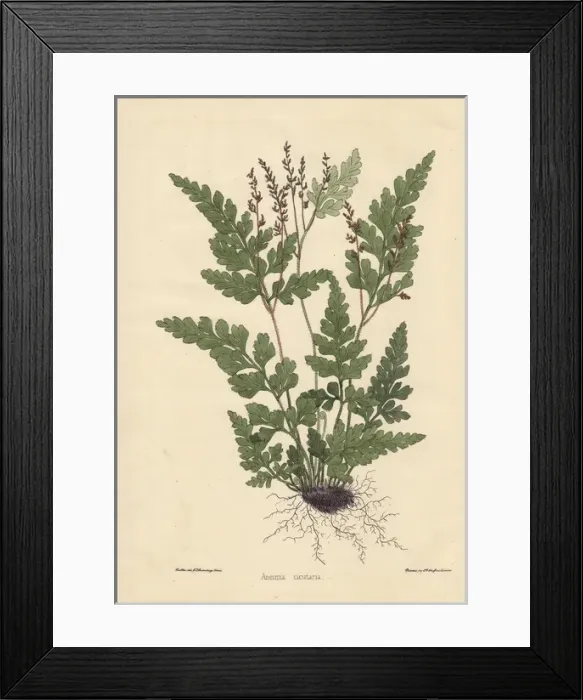 Framed Print : Aneimia cicutaria fern showing leaves and roots Framed Print : Aneimia cicutaria fern showing leaves and roots