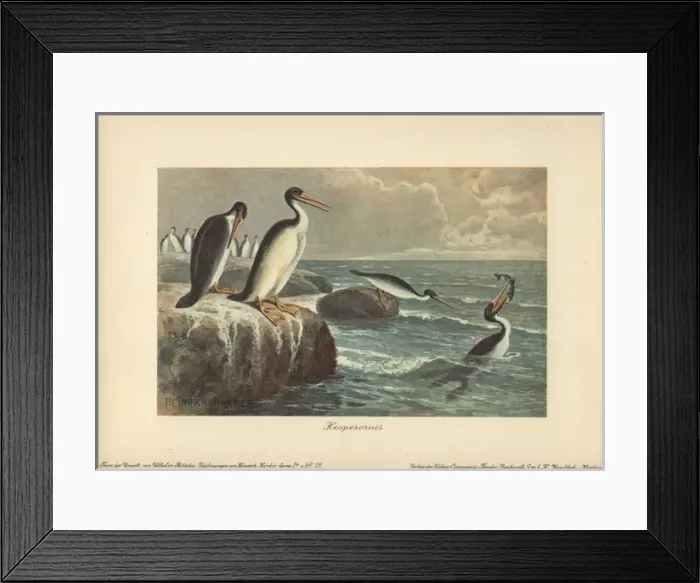 Framed Print : Hesperornis regalis, a species of ancient flightless Framed Print : Hesperornis regalis, a species of ancient flightless
