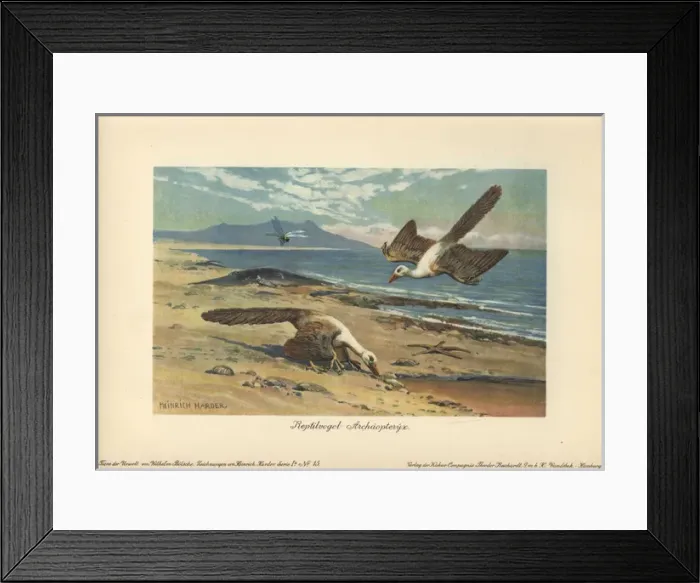 Framed Print : Two Archeopteryx foraging on the shore Framed Print : Two Archeopteryx foraging on the shore