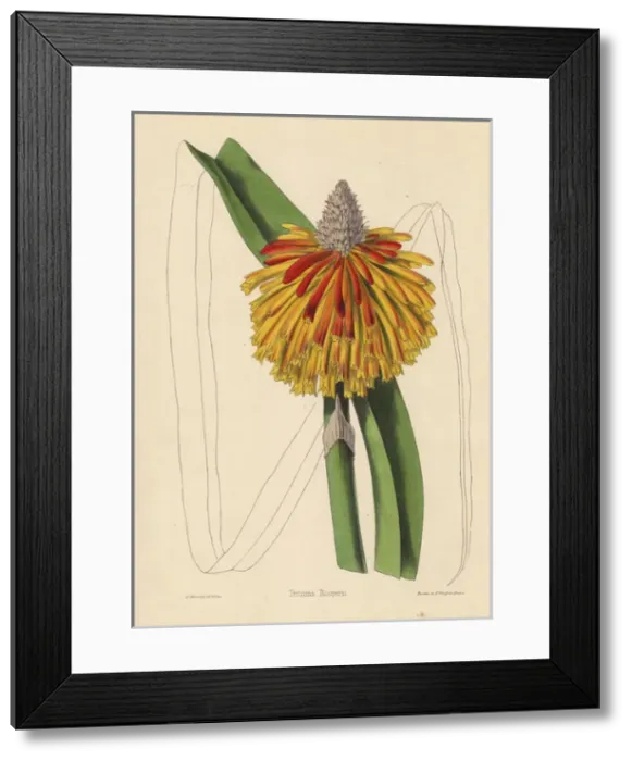 Framed Print : Tritoma rooperii, yellow and orange tropical plant Framed Print : Tritoma rooperii, yellow and orange tropical plant