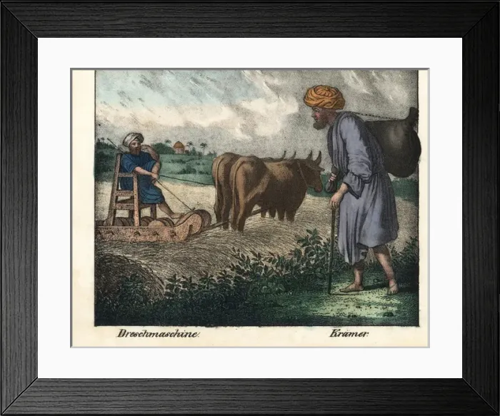 Framed Print : Egyptian farmer on a threshing machine pulled by two oxen Framed Print : Egyptian farmer on a threshing machine pulled by two oxen