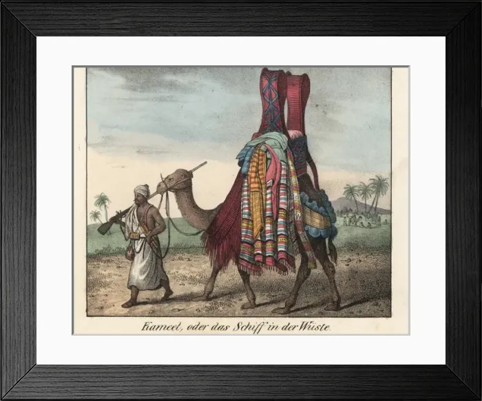 Framed Print : Tibbo man with musket leading a camel laden Framed Print : Tibbo man with musket leading a camel laden