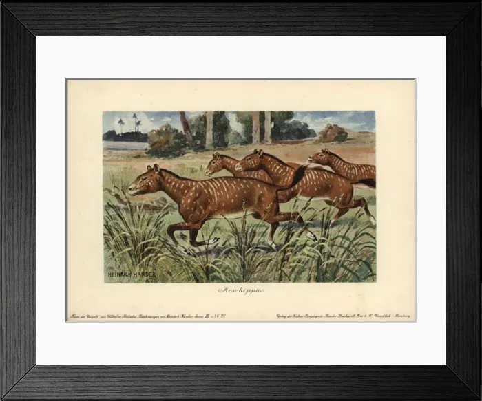 Framed Print : Mesohippus, extinct genus of early horse that Framed Print : Mesohippus, extinct genus of early horse that