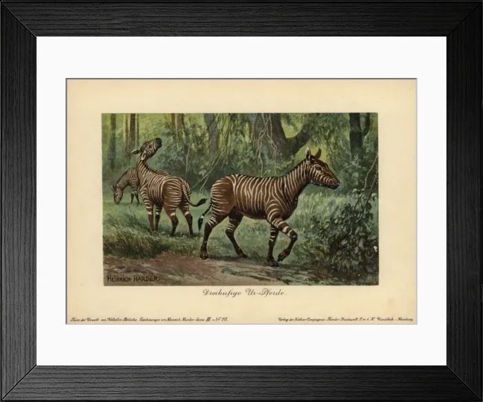 Framed Print : Hypohippus, extinct genus of three-toed horse Framed Print : Hypohippus, extinct genus of three-toed horse
