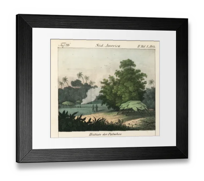 Framed Print : Patachos huts built of large palm leaves over branches Framed Print : Patachos huts built of large palm leaves over branches