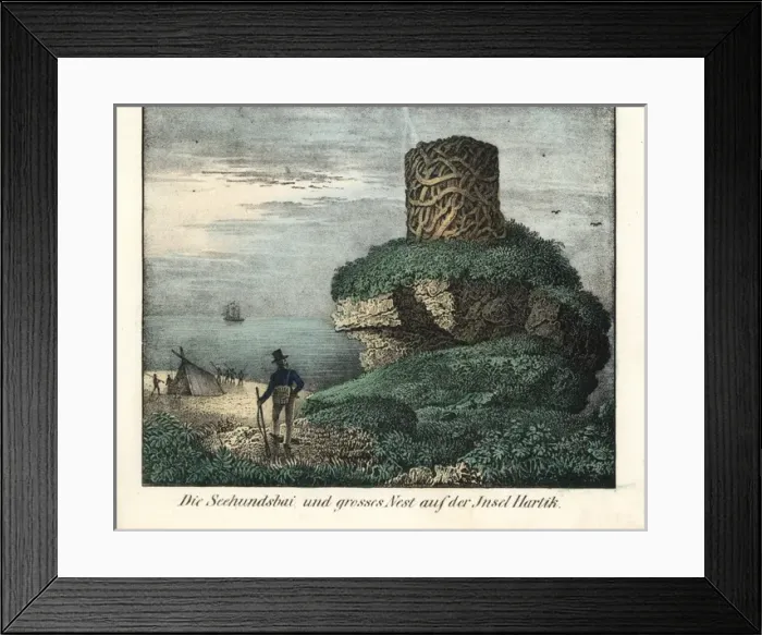 Framed Print : View of Seal Bay and large nest on Hartik Island Framed Print : View of Seal Bay and large nest on Hartik Island