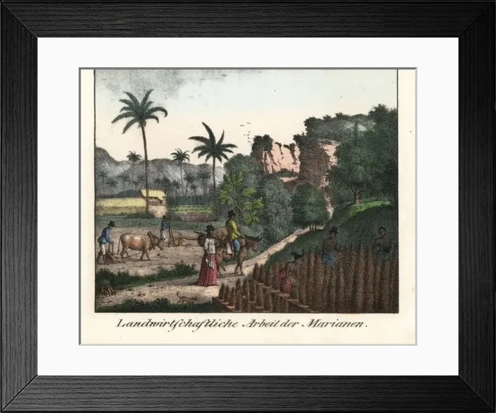 Framed Print : Chamorro farmers ploughing fields in the Mariana islands Framed Print : Chamorro farmers ploughing fields in the Mariana islands