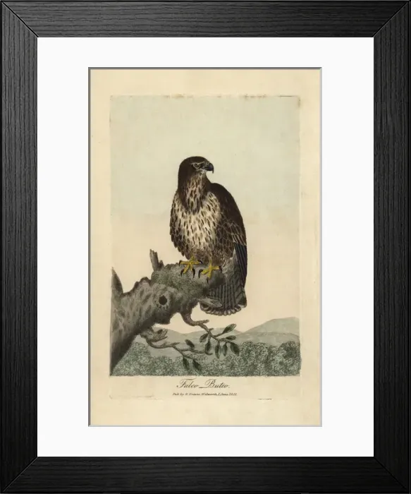 Framed Print : Common buzzard, Falco buteo, Buteo buteo Framed Print : Common buzzard, Falco buteo, Buteo buteo