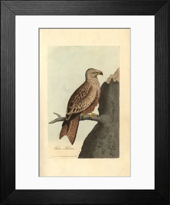 Framed Print : Kite, Falco milvus, Milvus milvus Framed Print : Kite, Falco milvus, Milvus milvus