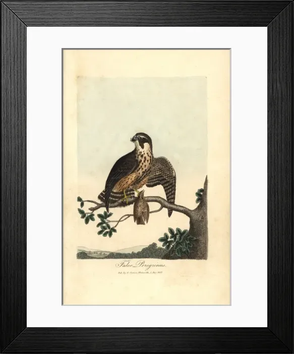 Framed Print : Peregrine falcon, Falco peregrinus Framed Print : Peregrine falcon, Falco peregrinus