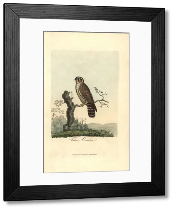 Framed Print : Merlin, Falco aesalon, Falco columbarius Framed Print : Merlin, Falco aesalon, Falco columbarius