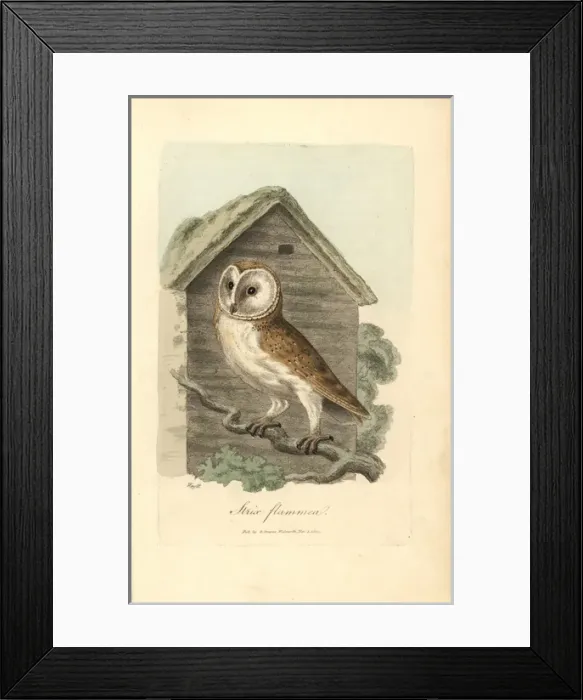 Framed Print : White owl, barn owl, Strix flammea, Tyto alba Framed Print : White owl, barn owl, Strix flammea, Tyto alba