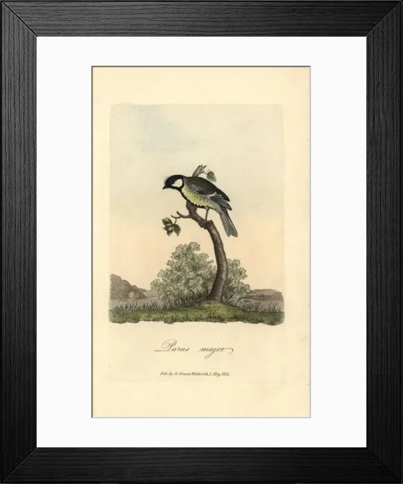Framed Print : Great tit, great titmouse, Parus major Framed Print : Great tit, great titmouse, Parus major