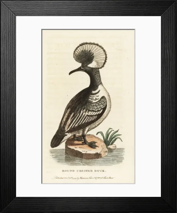 Framed Print : Hooded merganser, Lophodytes cucullatus Framed Print : Hooded merganser, Lophodytes cucullatus