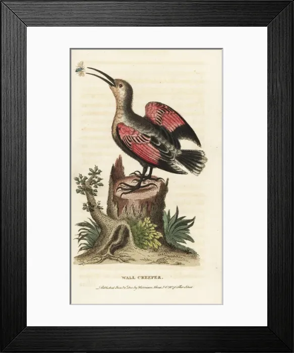 Framed Print : Wallcreeper, Tichodroma muraria Framed Print : Wallcreeper, Tichodroma muraria