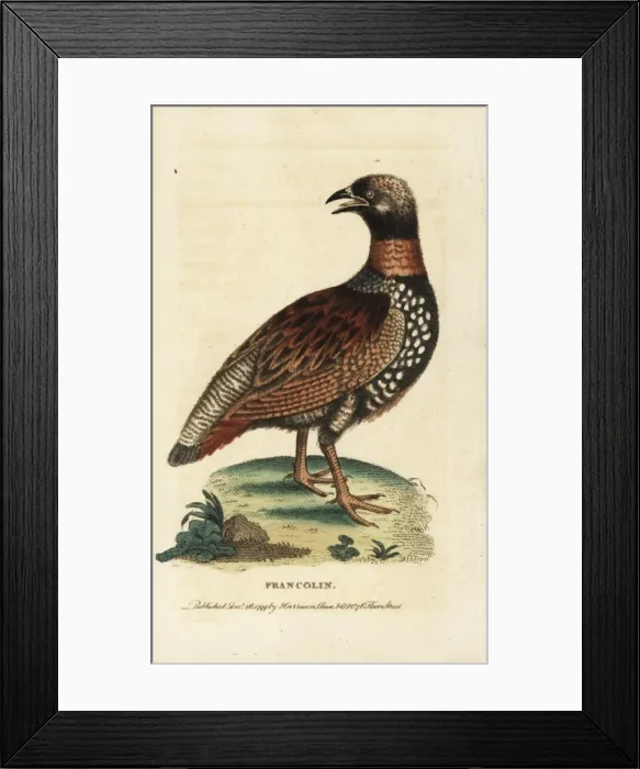 Framed Print : Black francolin, Francolinus francolinus Framed Print : Black francolin, Francolinus francolinus