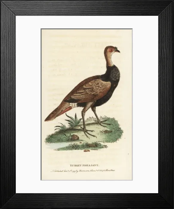 Framed Print : Turkey pheasant hybrid, Meleagris hybrida Framed Print : Turkey pheasant hybrid, Meleagris hybrida