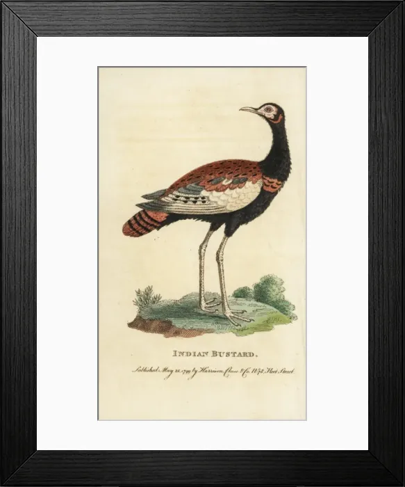 Framed Print : Bengal florican, Houbaropsis bengalensis Framed Print : Bengal florican, Houbaropsis bengalensis