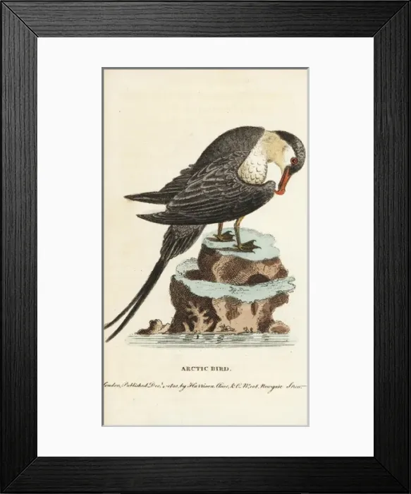 Framed Print : Parasitic jaeger or Arctic skua, Stercorarius parasiticus Framed Print : Parasitic jaeger or Arctic skua, Stercorarius parasiticus
