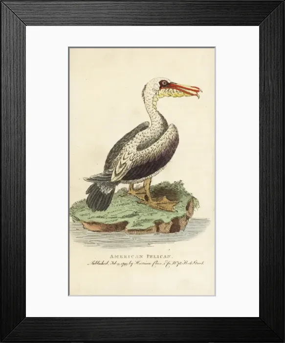 Framed Print : Brown pelican, Pelecanus occidentalis Framed Print : Brown pelican, Pelecanus occidentalis