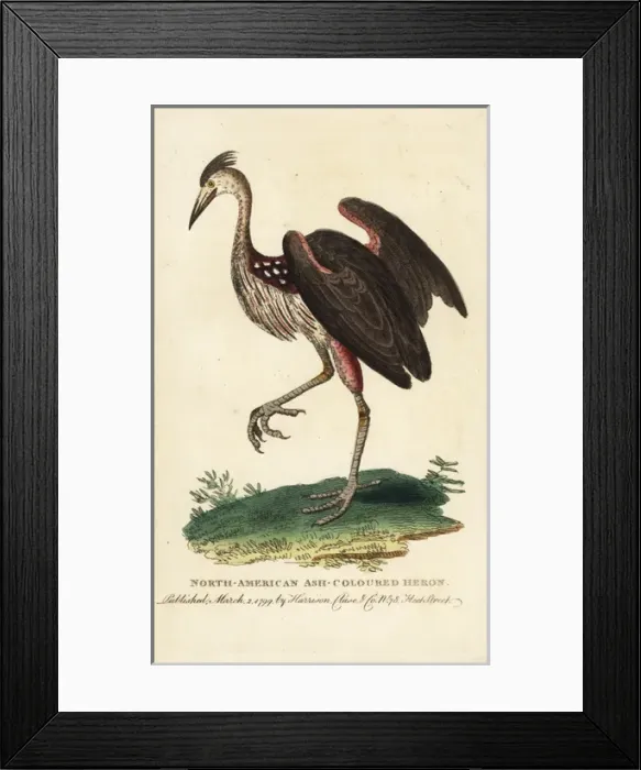 Framed Print : North American ash-coloured heron, Ardea fusca Framed Print : North American ash-coloured heron, Ardea fusca