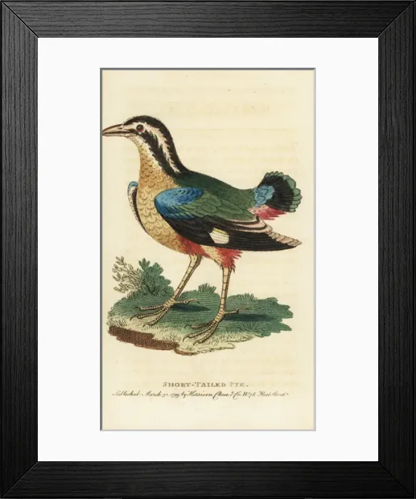 Framed Print : Indian pitta bird, Pitta brachyuran Framed Print : Indian pitta bird, Pitta brachyuran
