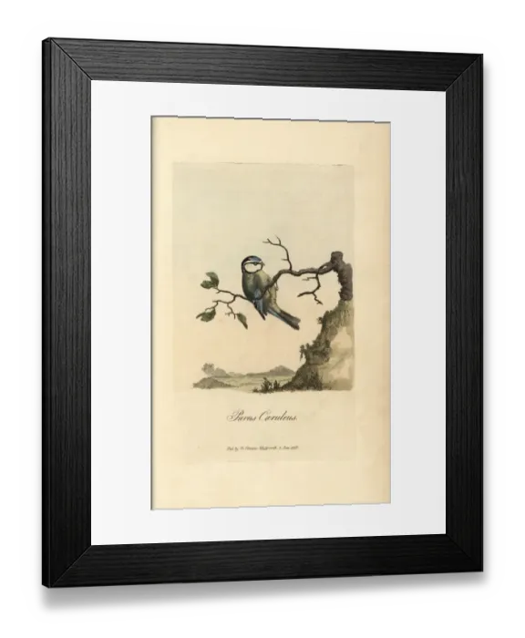 Framed Print : Northern lapwing, Tringa vanellus, Vanellus vanellus Framed Print : Northern lapwing, Tringa vanellus, Vanellus vanellus