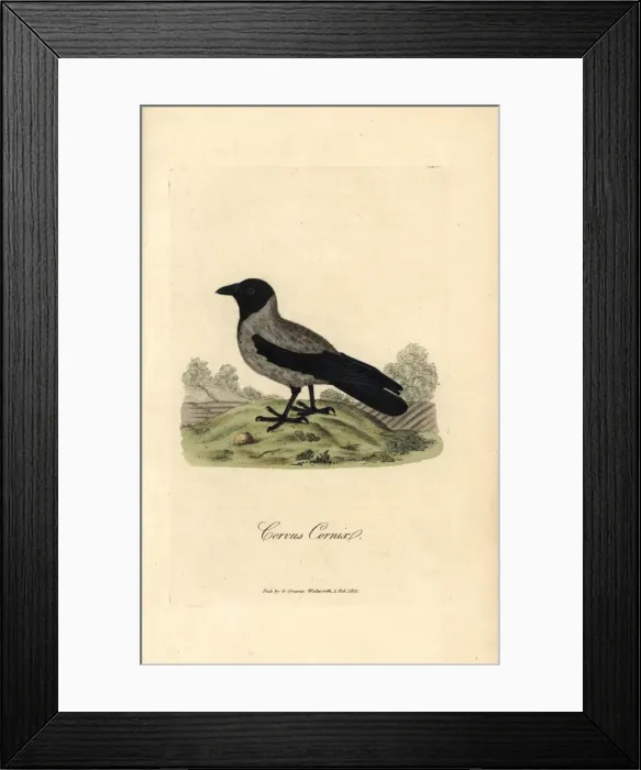 Framed Print : Hooded crow, Corvus cornix Framed Print : Hooded crow, Corvus cornix